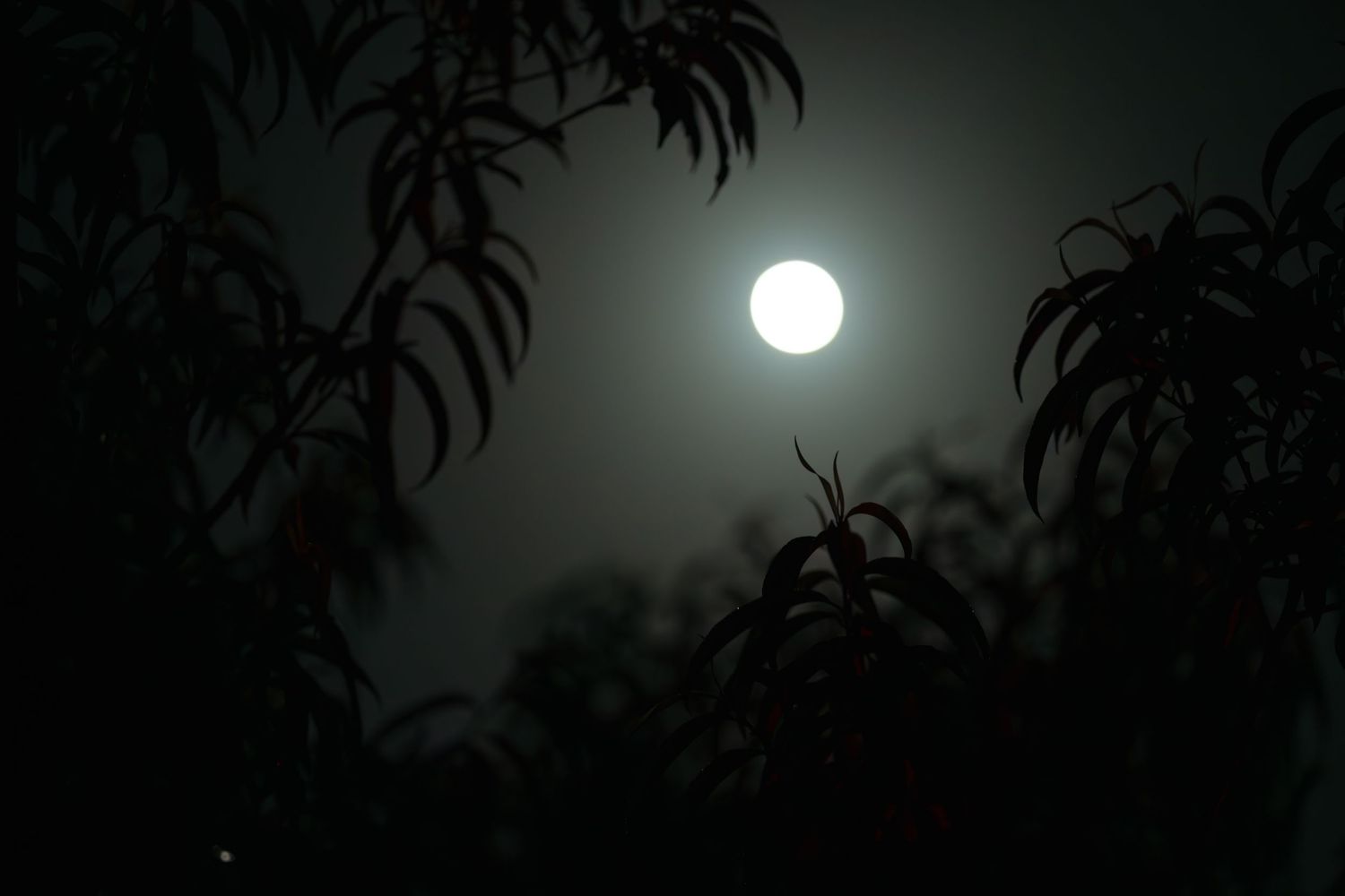 Full moon glowing brightly through dark silhouetted tree branches on a misty night.