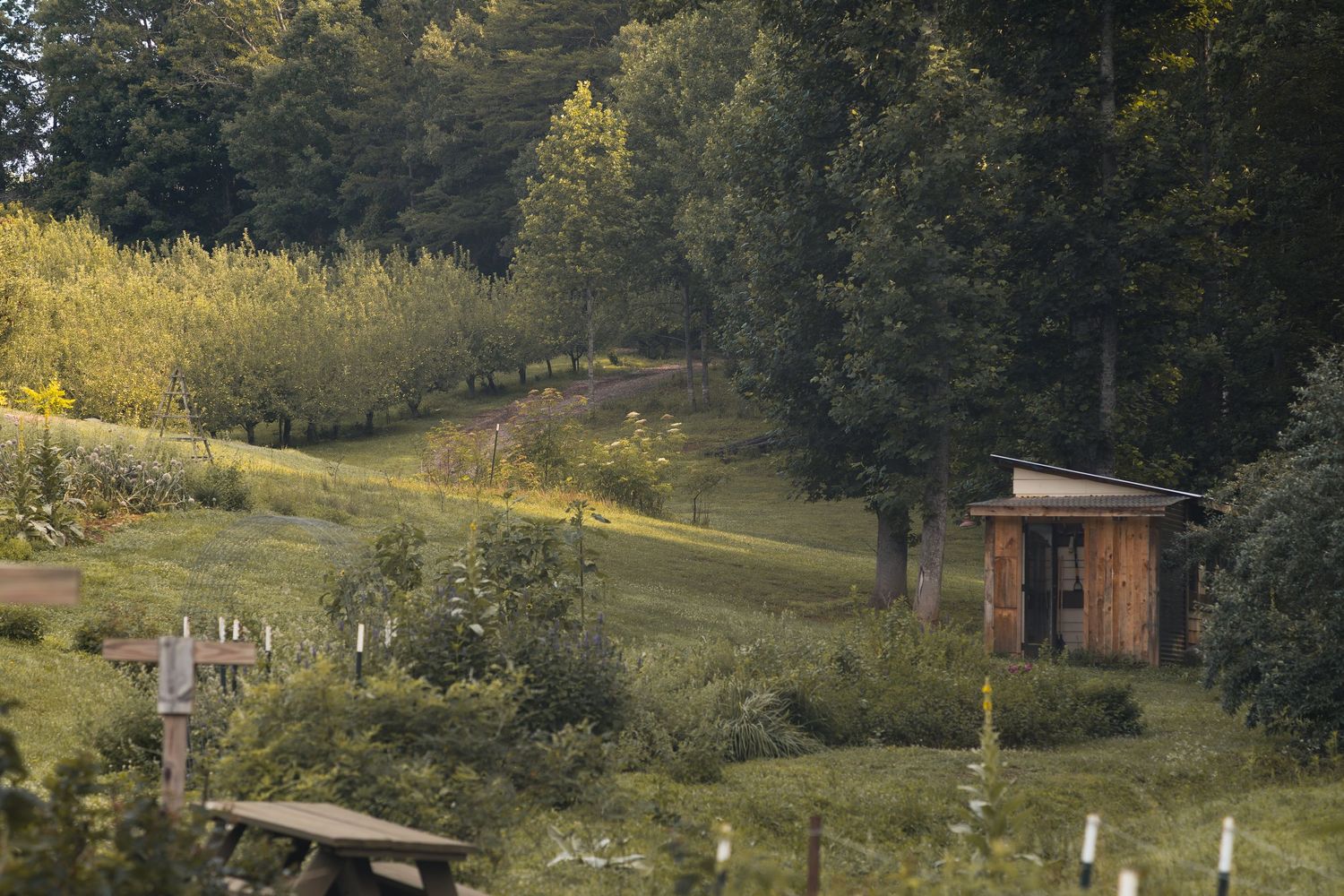 Rustic wooden shed nestled in a lush green hillside orchard surrounded by tall trees on a sunny day.