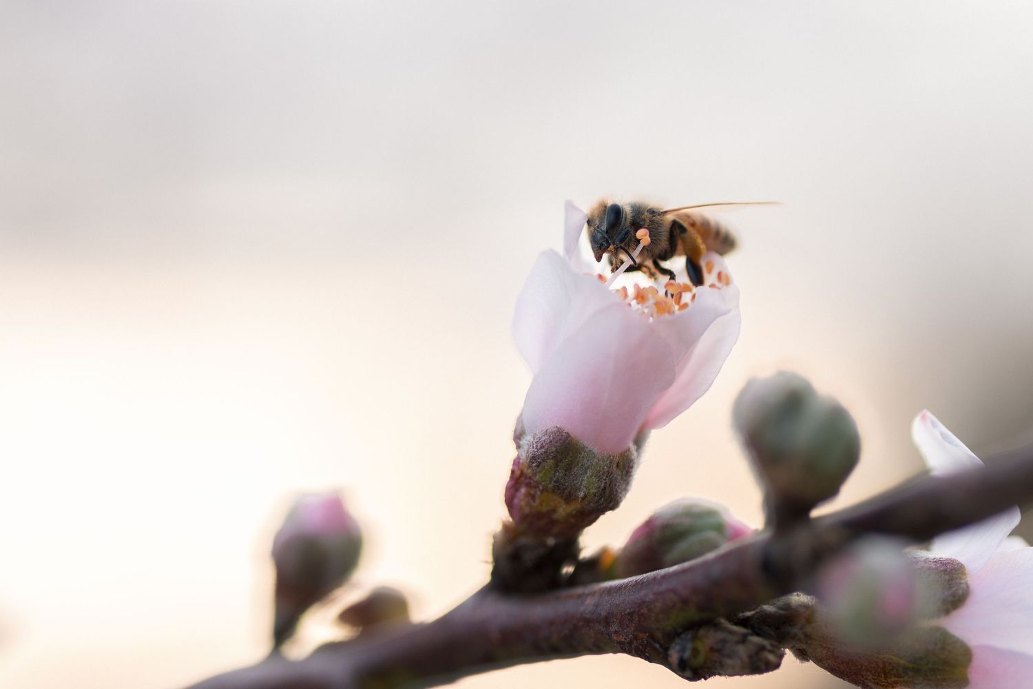 A honey bee collects nectar from delicate pink cherry blossoms in spring against a soft blurred background.