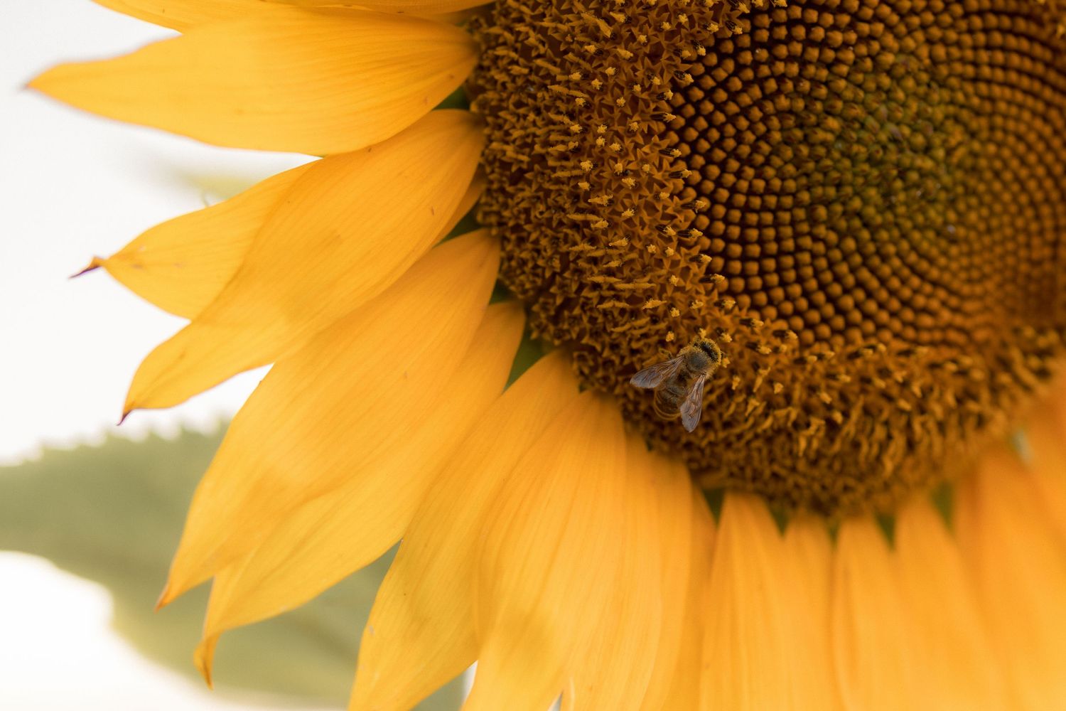 Close-up of a vibrant yellow sunflower with a bee pollinating its brown center against a bright background.