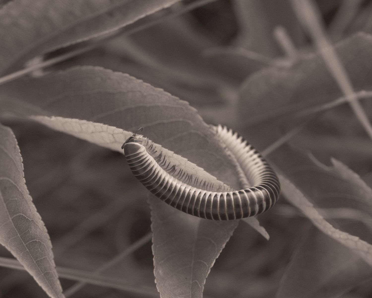 Close-up sepia photo of a curled millipede resting on green plant leaves in nature.