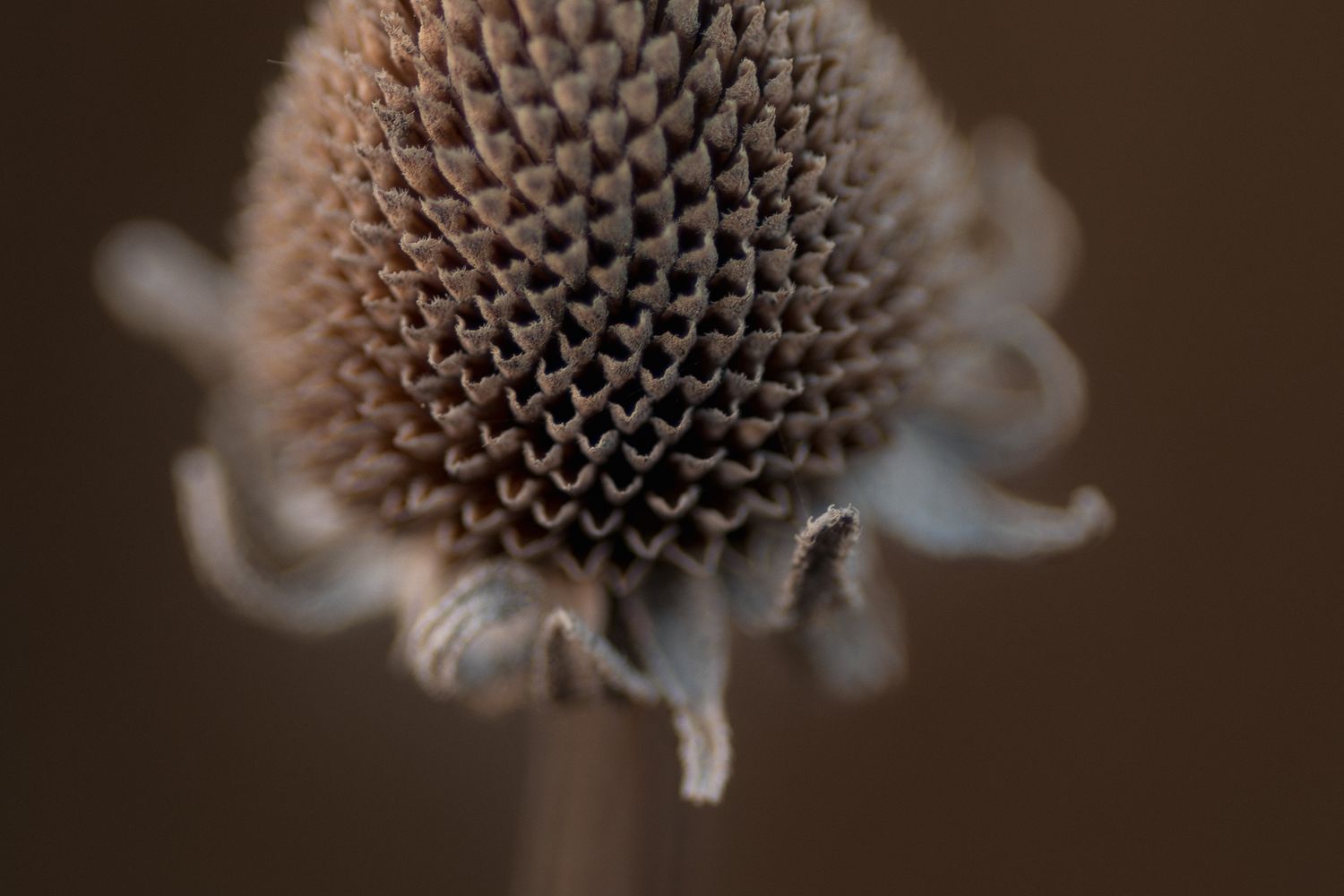 Close-up macro shot of dried seed heads with intricate geometric patterns.