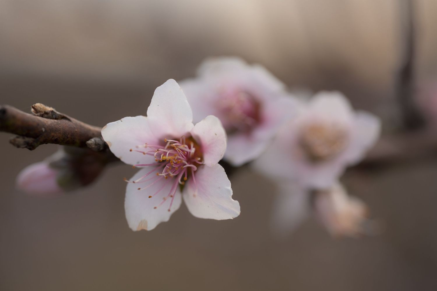 Delicate pink cherry blossoms blooming on a tree branch against a soft blurred background.