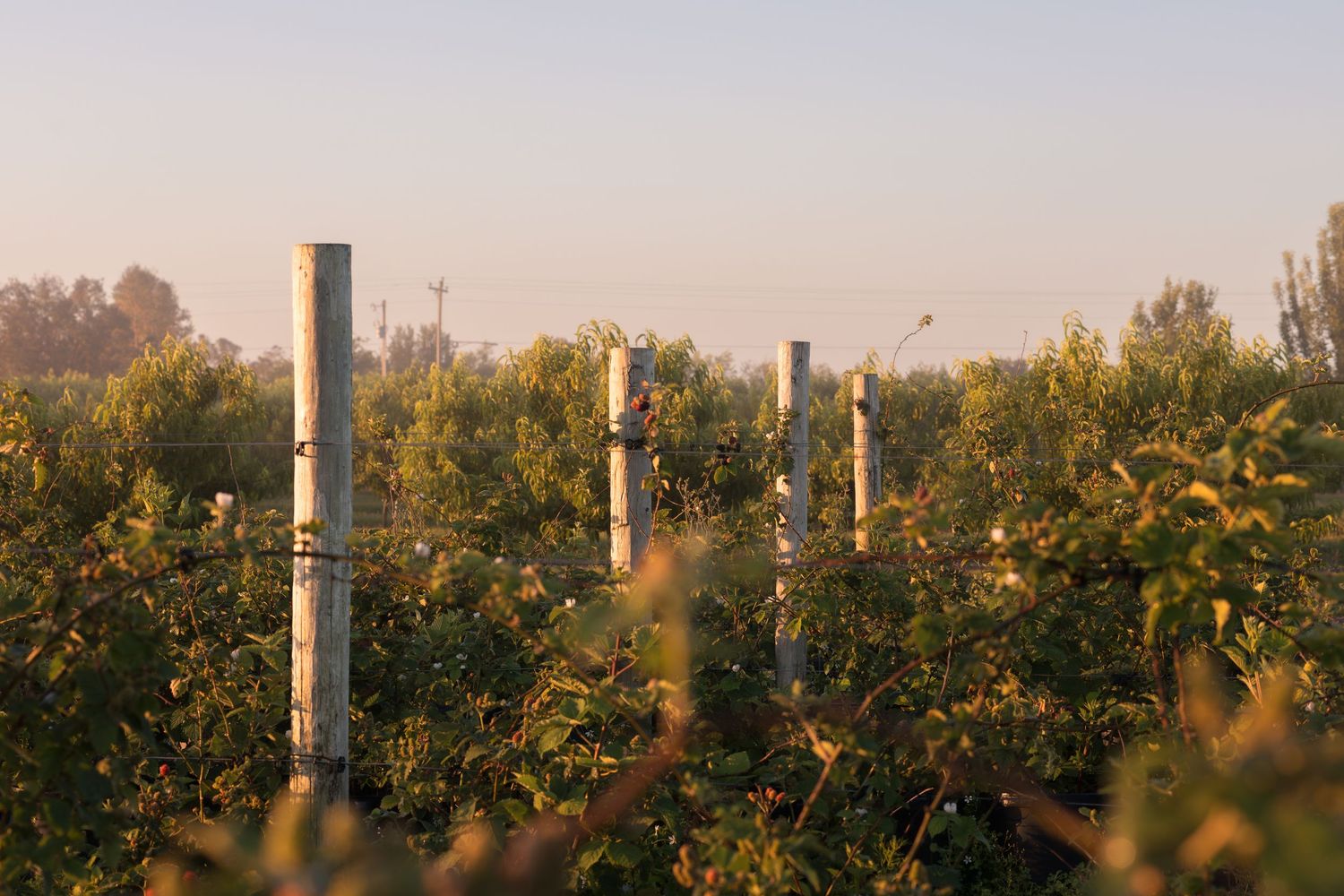 Vineyard rows with wooden posts at golden hour, lush green foliage glowing in warm morning light.