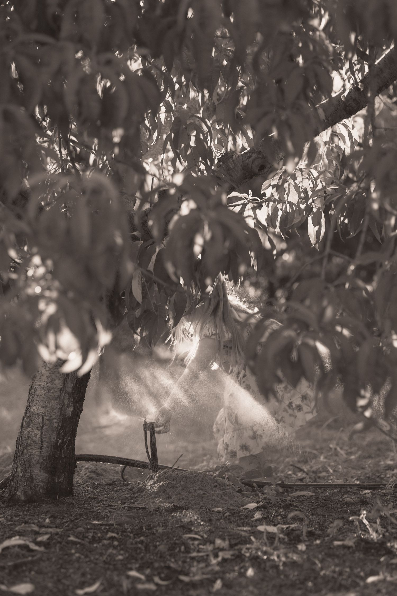 Sepia-toned photo of sunlight filtering through tree branches with misty spray from a garden sprinkler below.