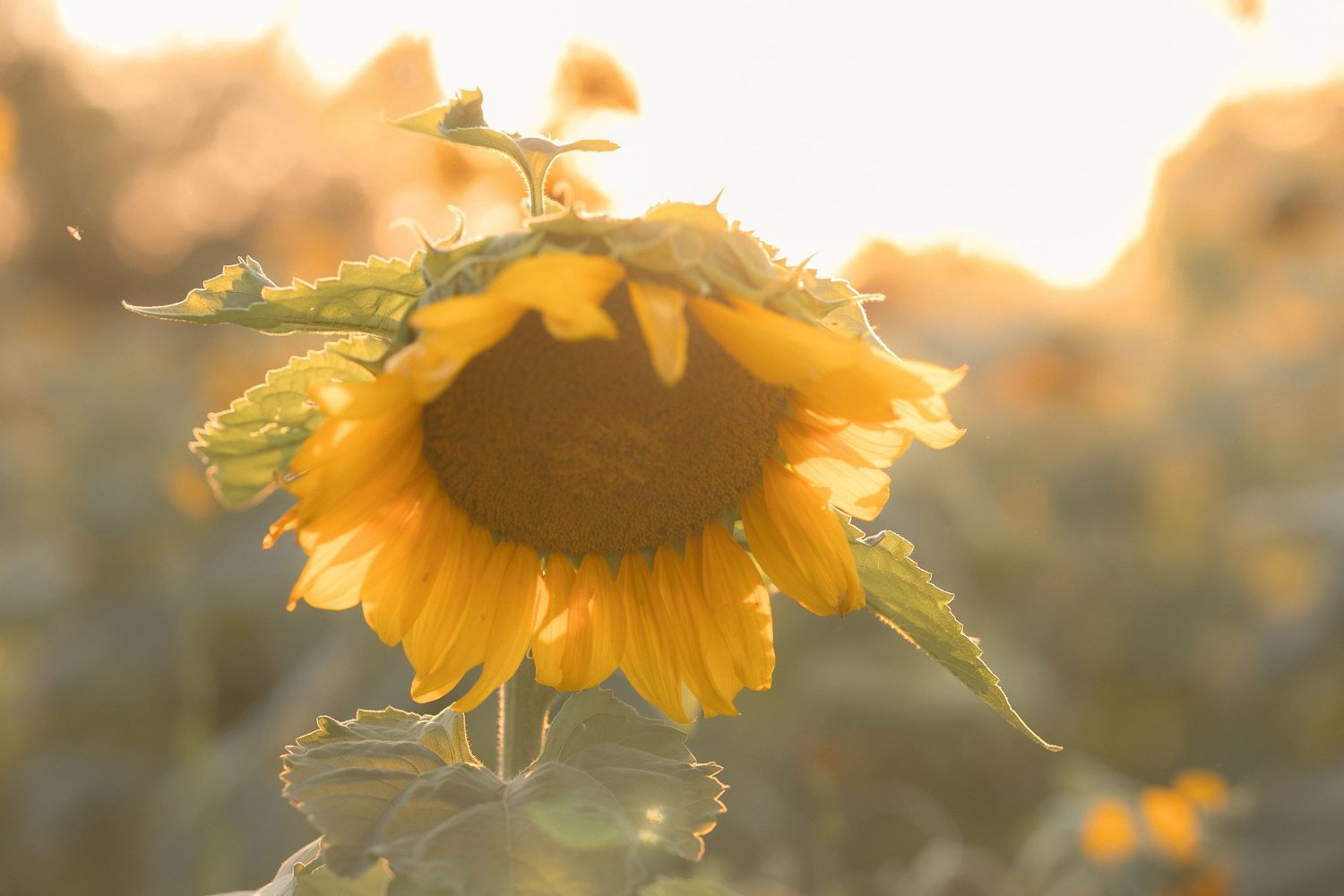A golden sunflower glows in warm sunset light in a sunflower field.