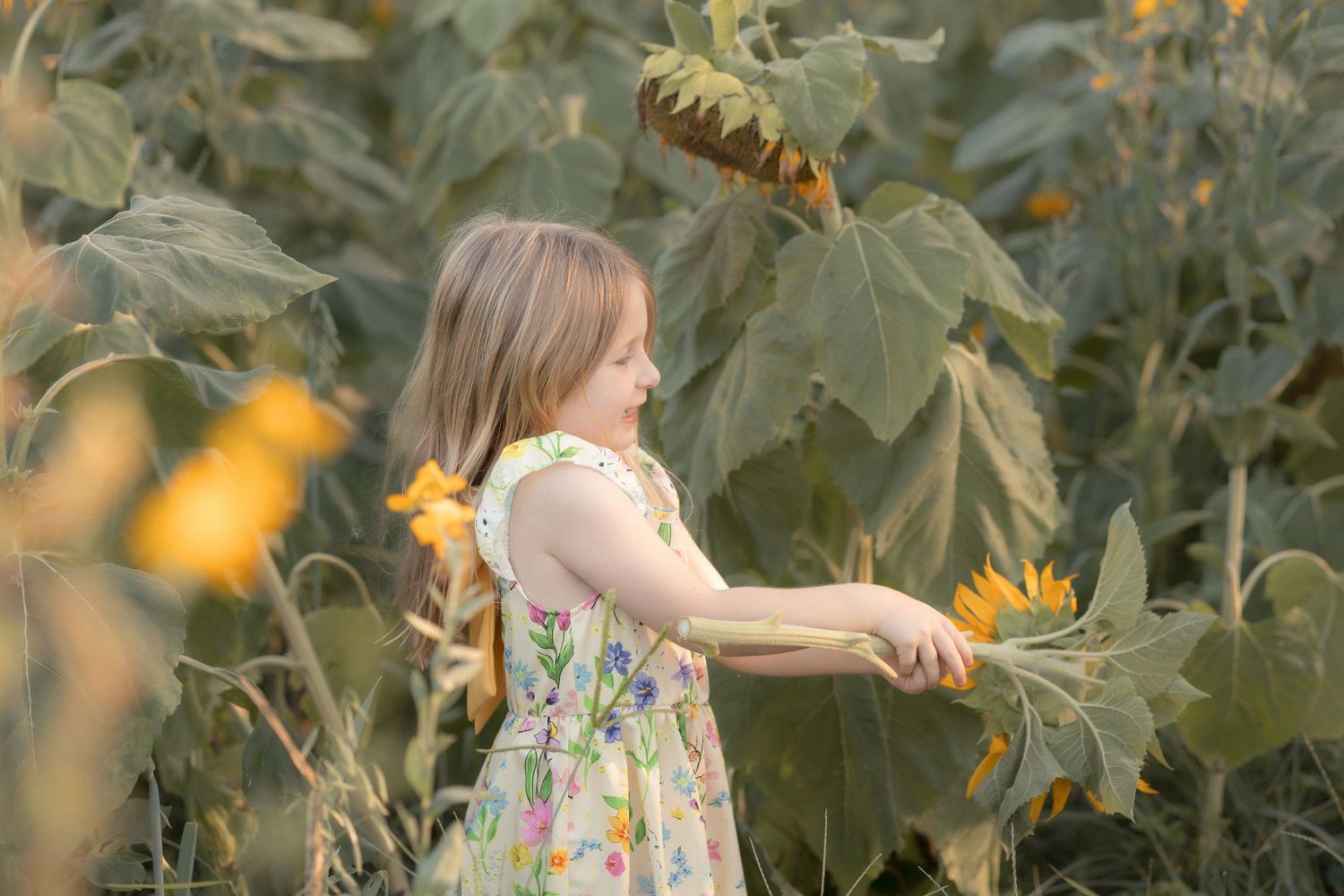 Young girl in floral dress reaching for sunflowers in a lush sunflower field during golden hour.