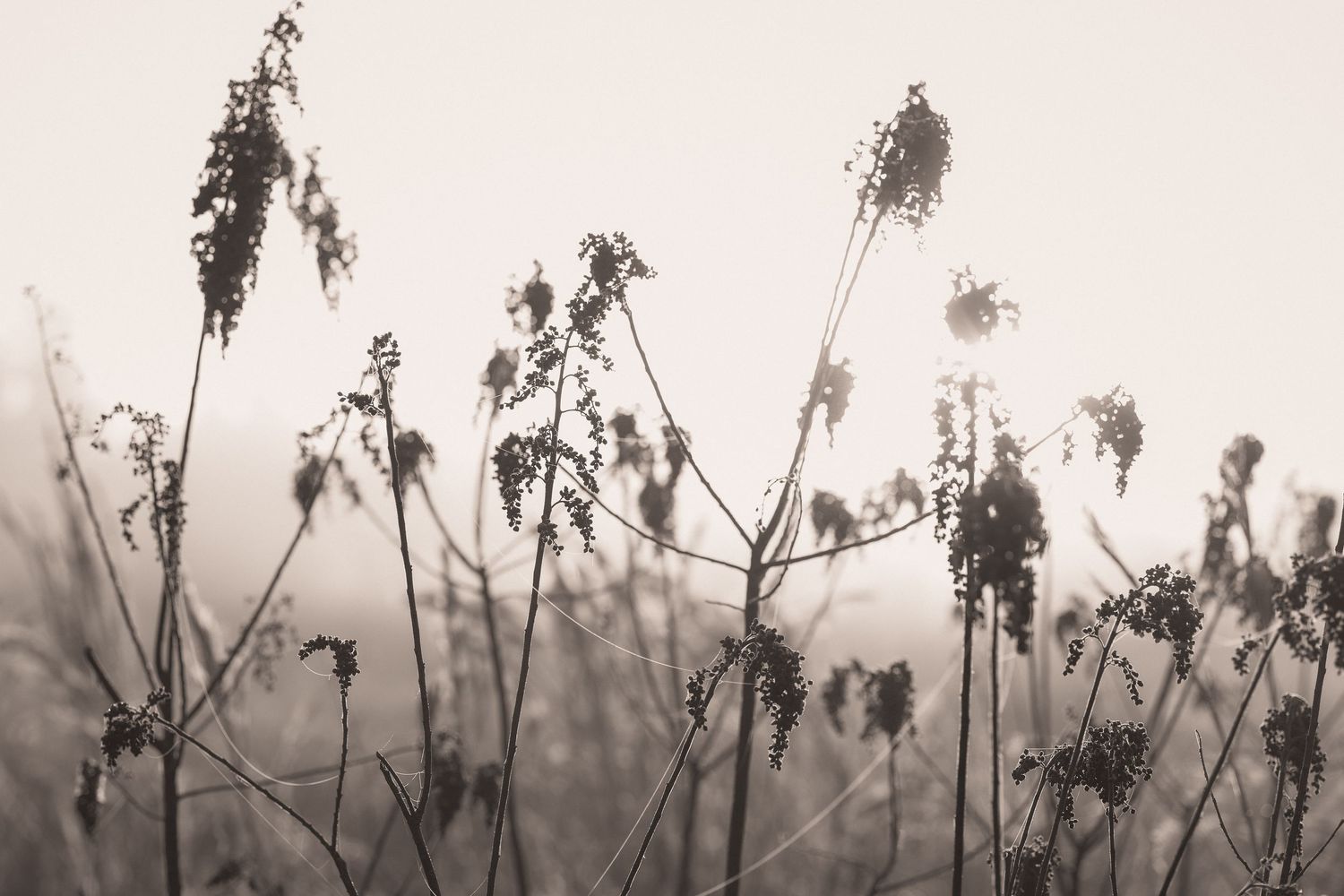Silhouettes of dried wildflowers and plants against a misty gray background create a delicate natural pattern.