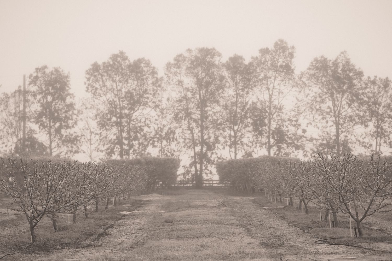 A misty orchard with rows of trees lining a dirt path leading to a treeline in the distance.