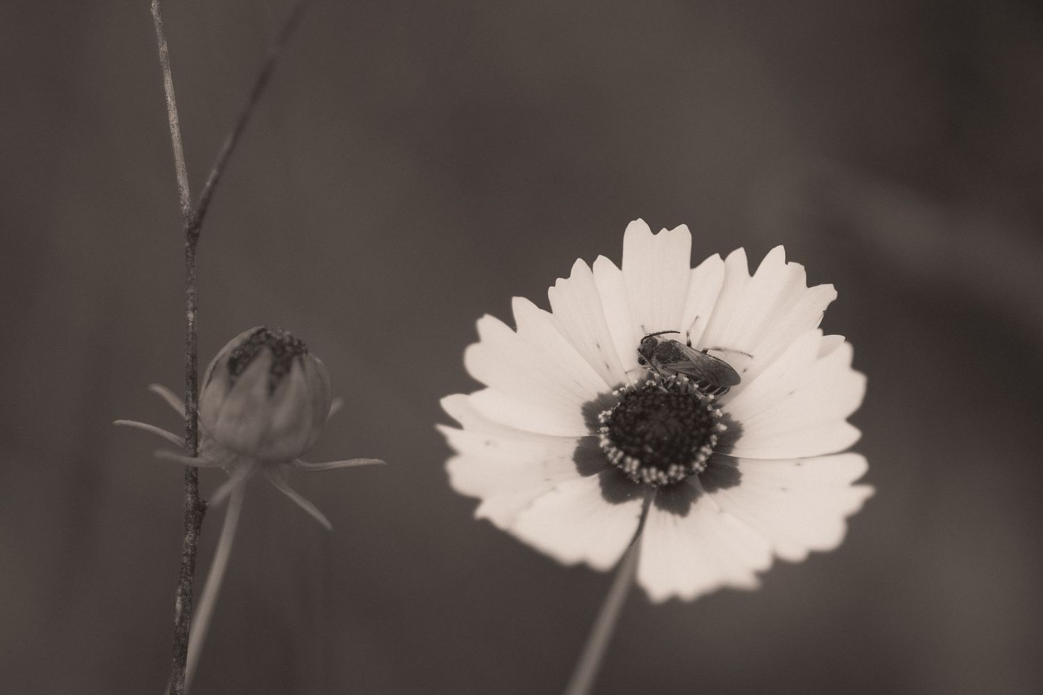 Sepia-toned macro photo of a white wildflower with a bee on its dark center, beside a budding stem.