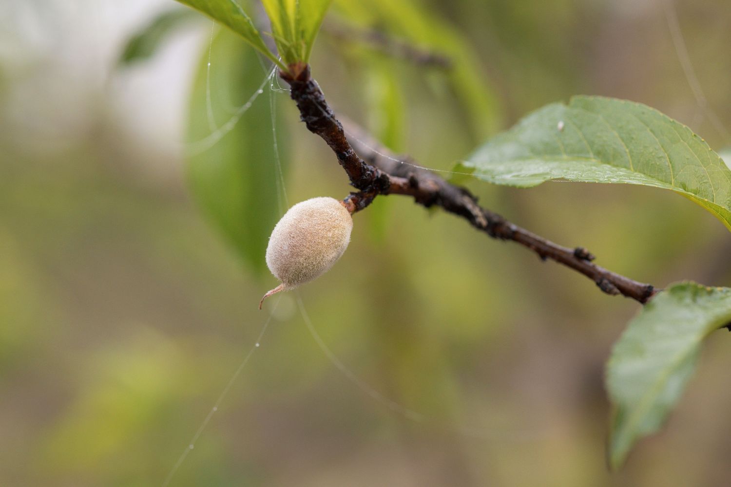 A small green unripe peach growing on a tree branch with leaves in soft natural lighting.