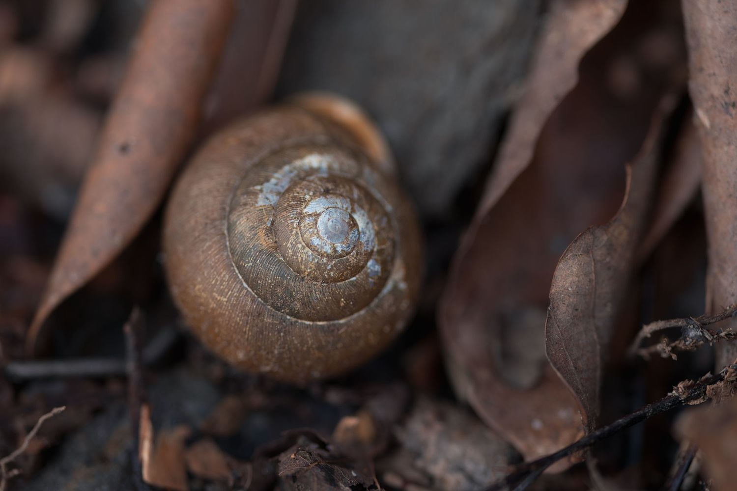 Close-up of a brown spiral snail shell resting among dry autumn leaves on forest ground.