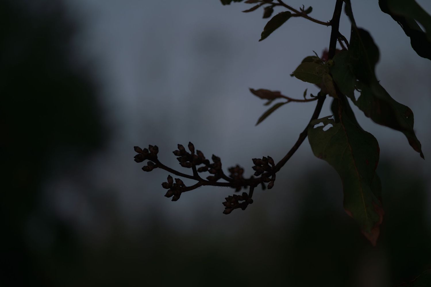 Dark silhouette of a flowering branch with small buds and leaves against a blurred dusky background.