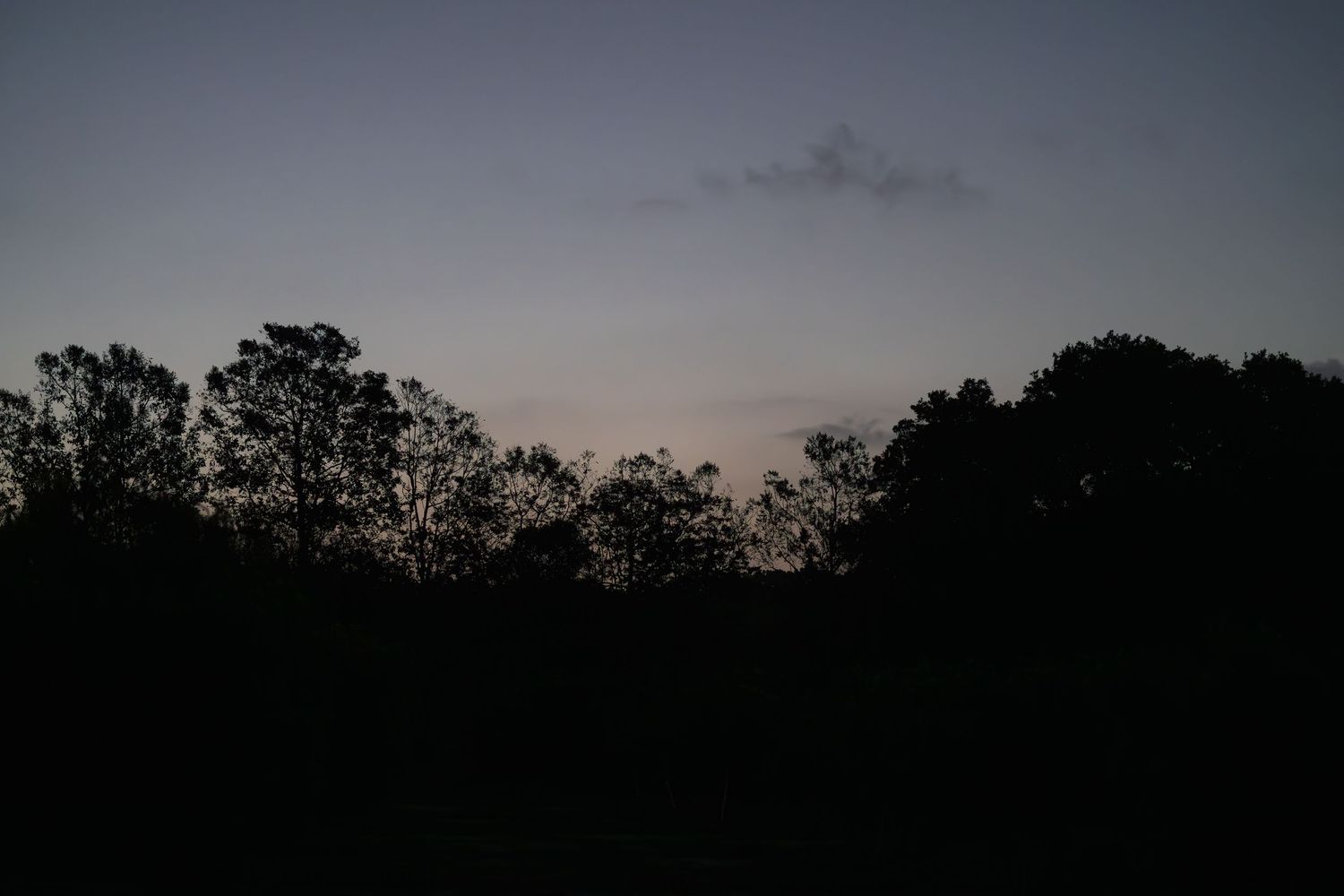 Silhouetted trees against a twilight sky at dusk with soft blue and orange hues on the horizon.