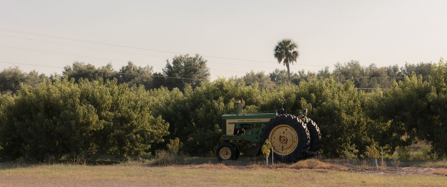 A vintage John Deere tractor parked beside lush green trees and a tall palm tree in a rural farm field.