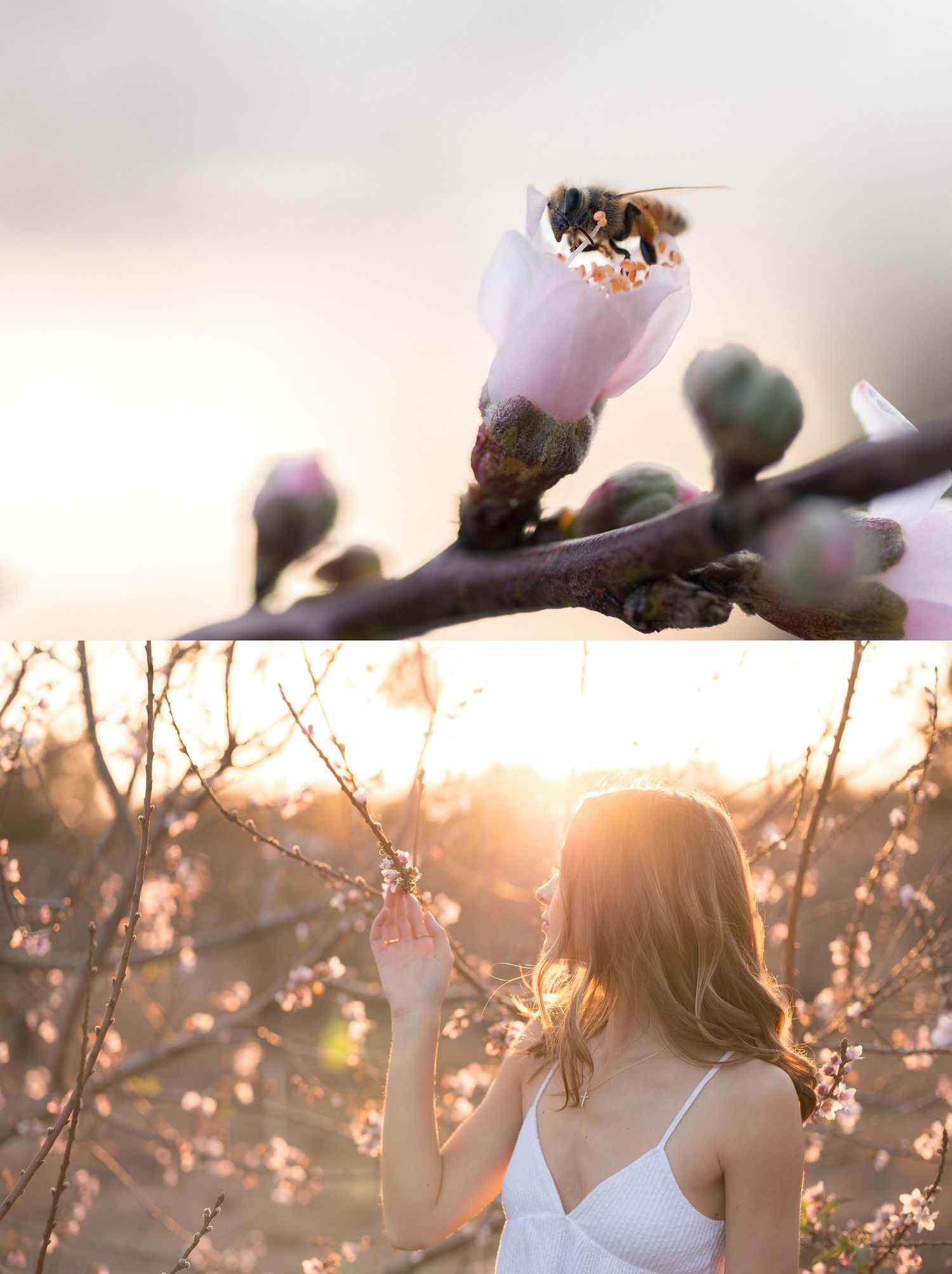 A bee pollinating a pink blossom on a branch, and a woman in white dress touching cherry blossoms at golden sunset.