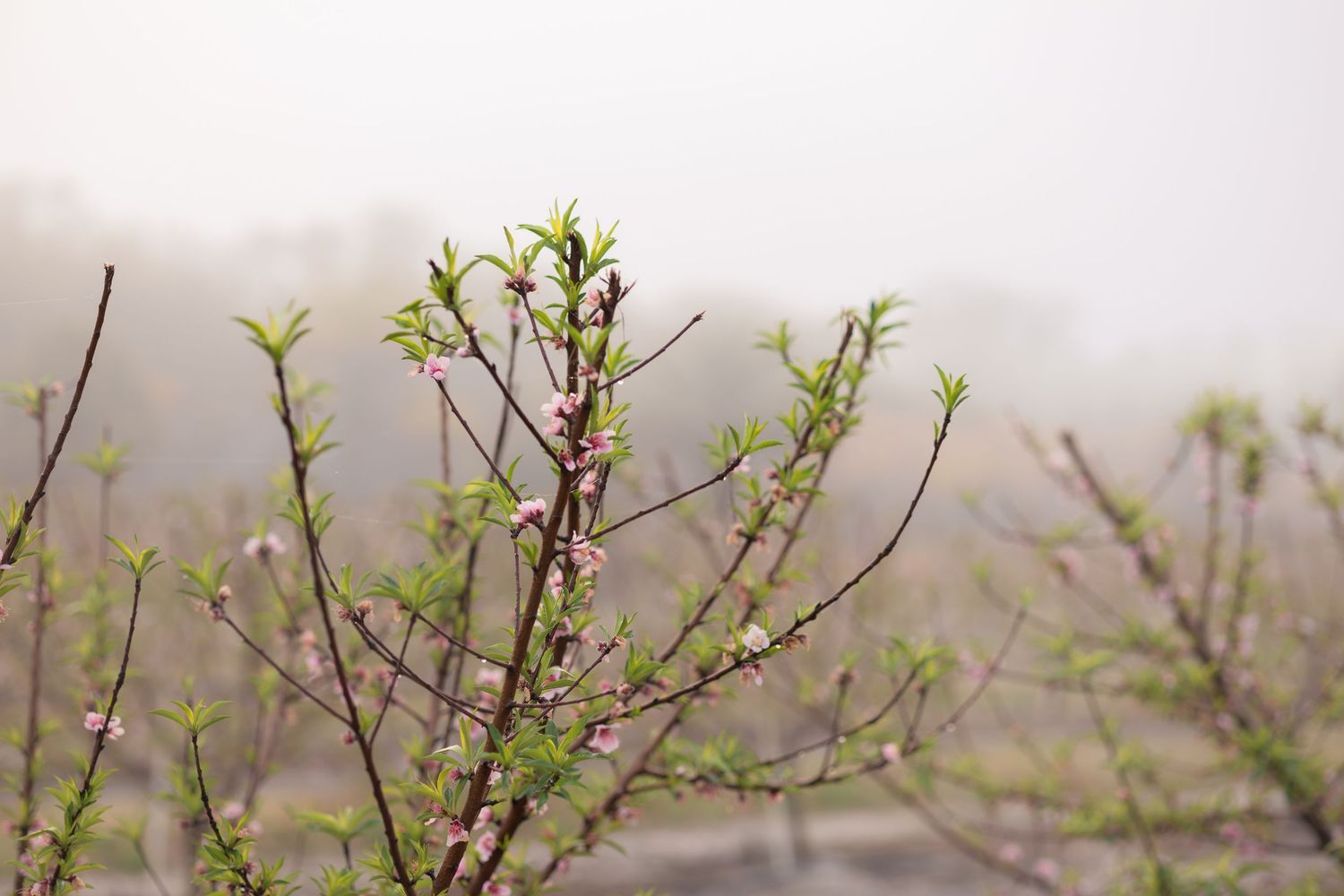 Delicate green buds and leaves emerging from thin brown branches against a misty gray background.