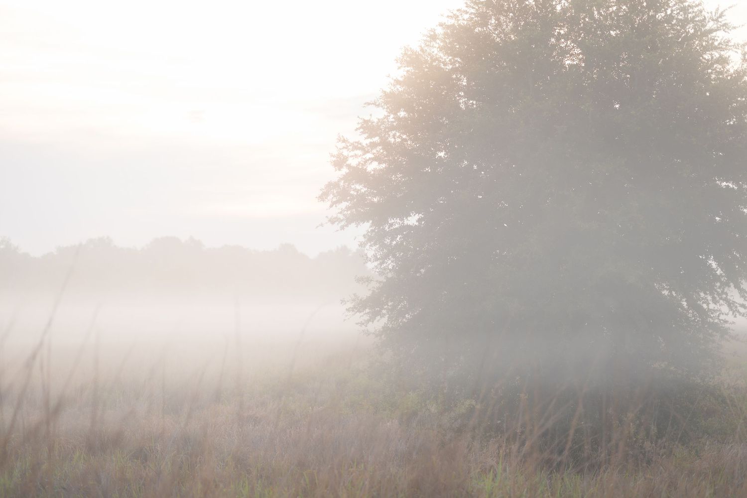 Misty morning landscape with golden grass field and trees shrouded in soft fog and warm sunlight.