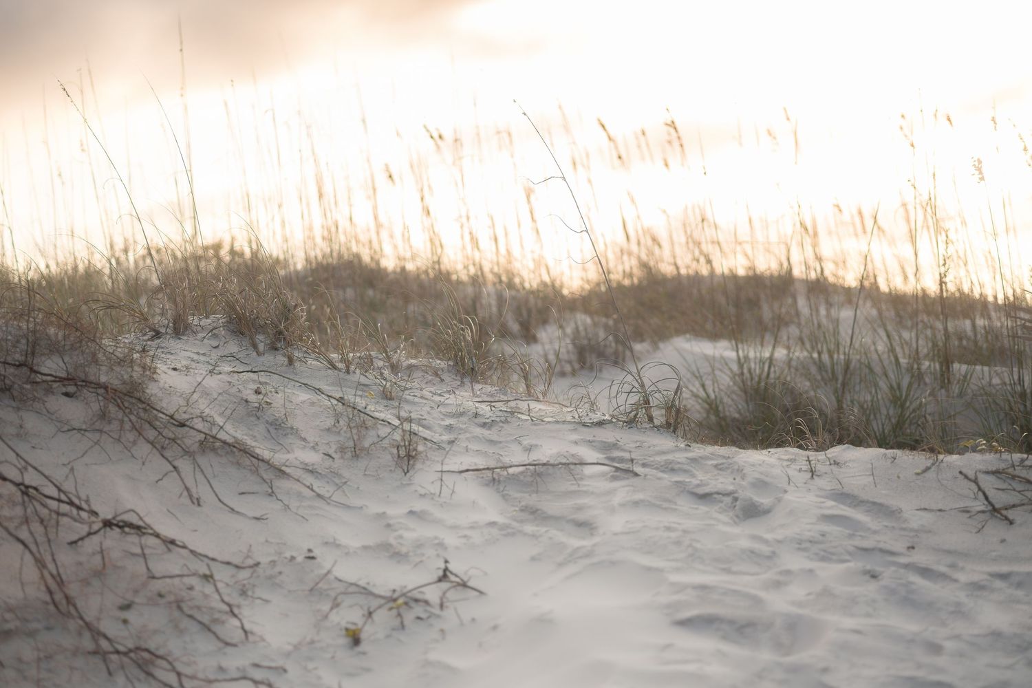 Scenic panoramic view of sandy beach dunes with tall grass swaying in the wind at sunset.