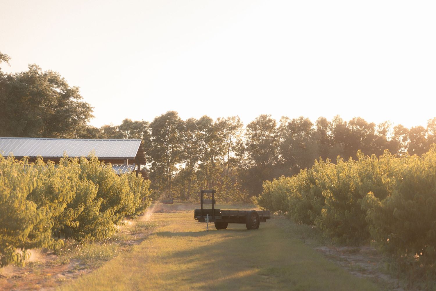 A farm tractor sits on a dirt path surrounded by lush green trees and crops at golden hour.