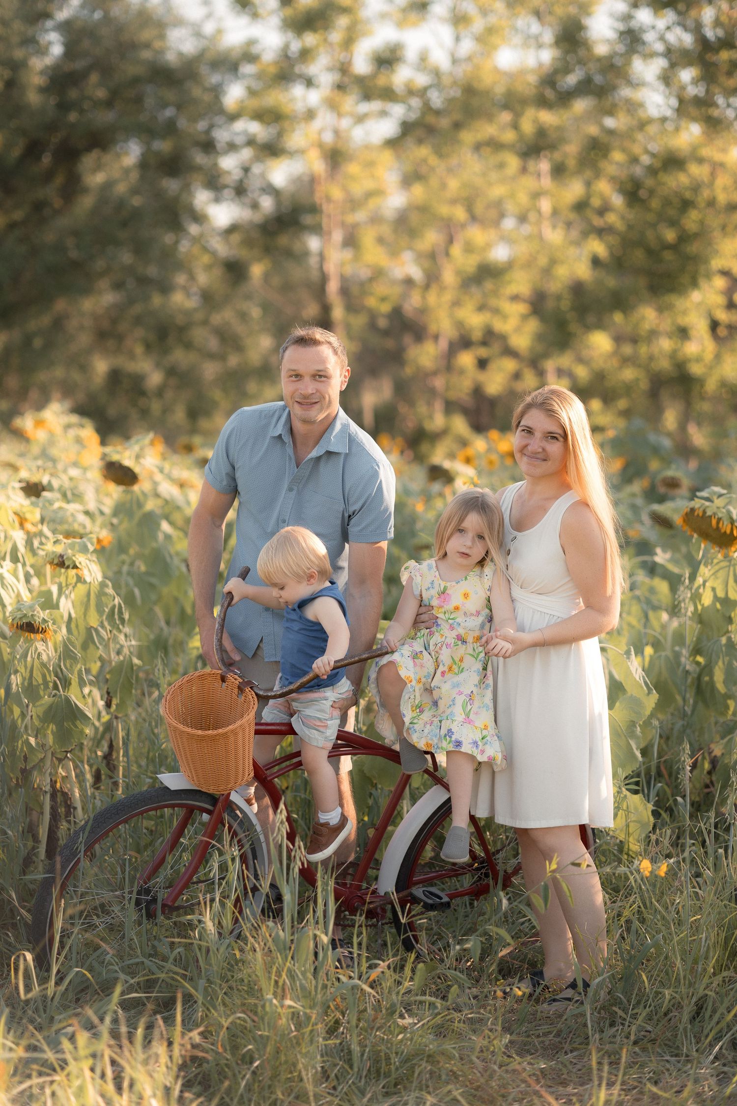 Happy family with two young children posing with a vintage red bicycle in a sunflower field at golden hour.