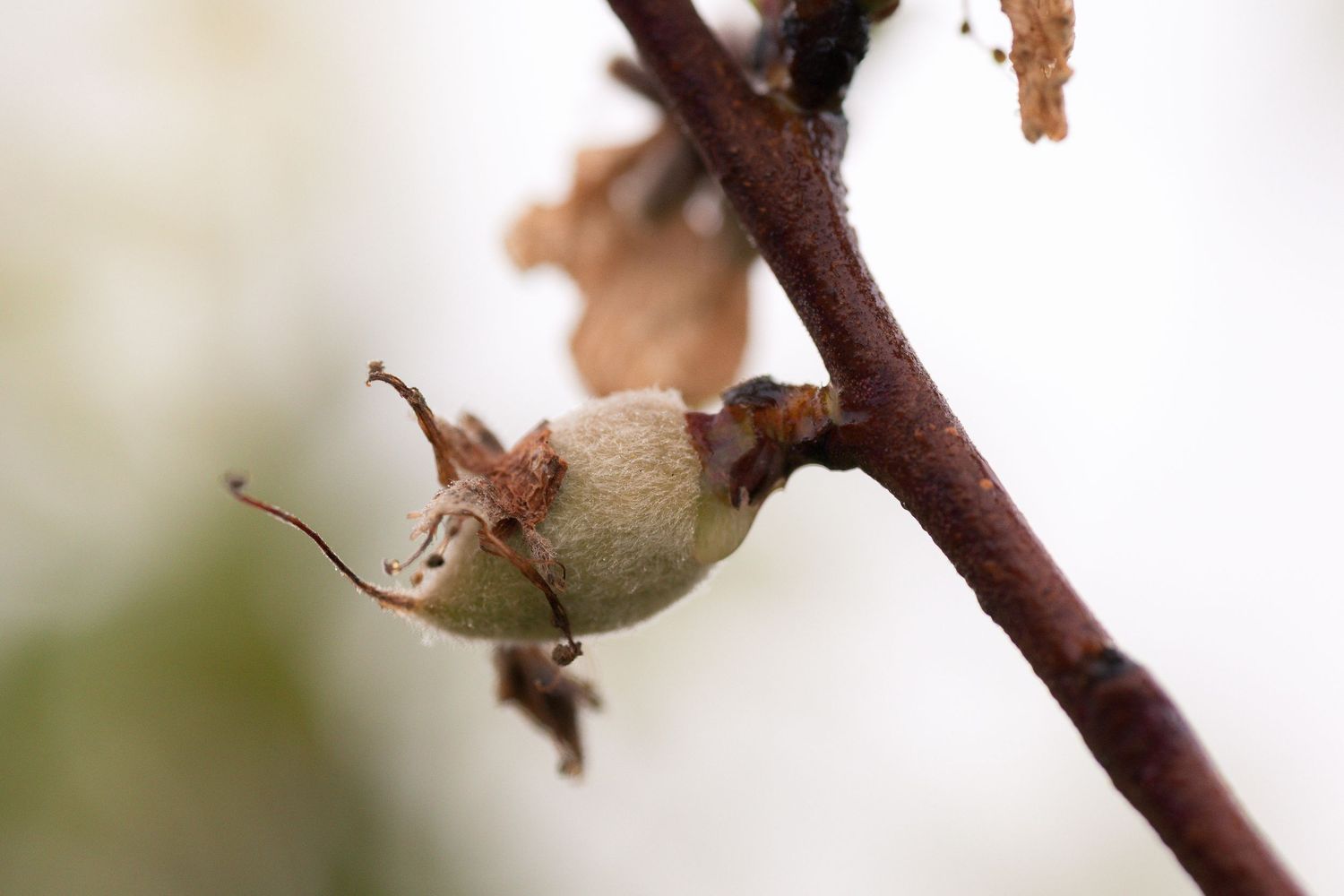 A small dried hazelnut shell hangs from a bare brown tree branch against a soft blurred background.