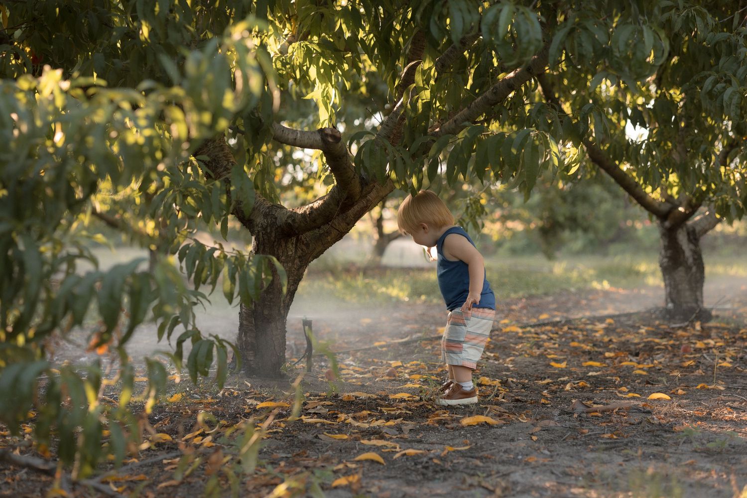 Toddler in denim overalls exploring a sunlit peach orchard, bending down among fallen leaves beneath fruit trees.