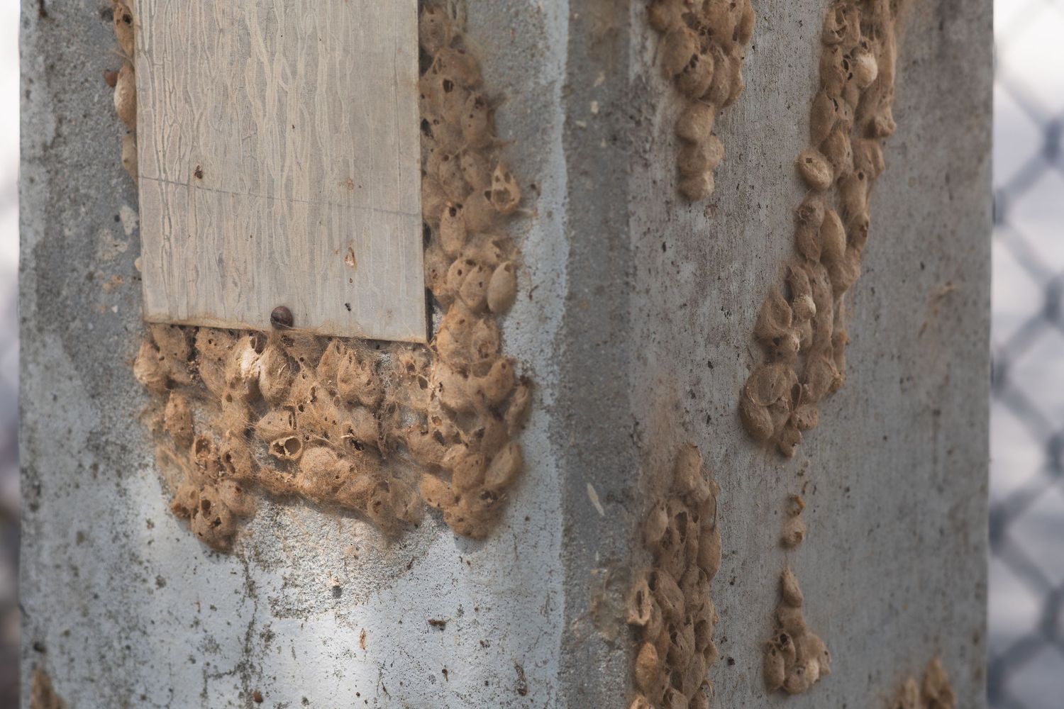 Close-up of a concrete pillar covered in clusters of dried mud dauber wasp nests along its surface.