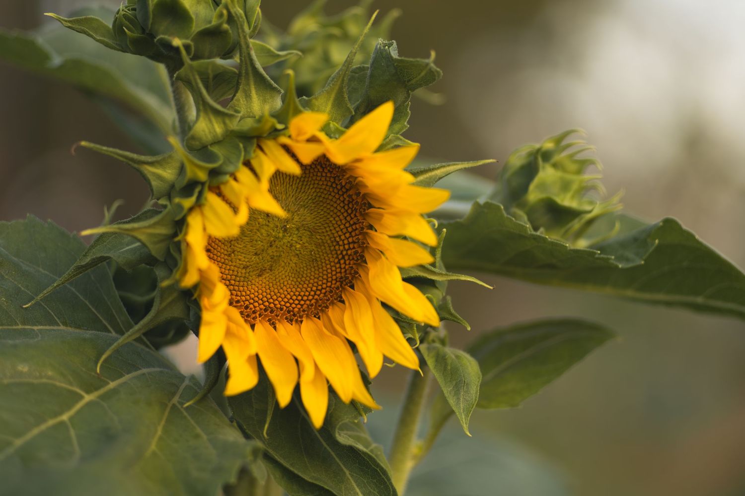 Bright yellow sunflower in full bloom with green leaves and buds in soft-focus natural background.