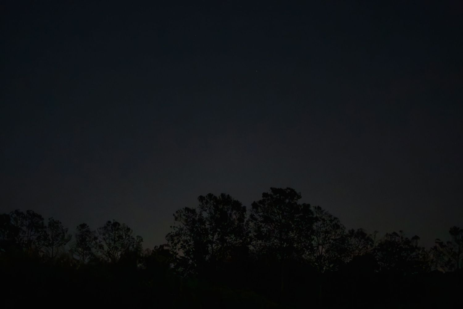 Silhouettes of trees against a dark night sky in a serene outdoor landscape.