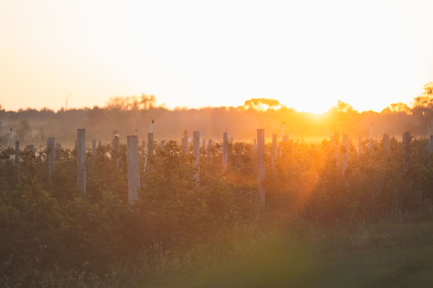 Golden sunset over a vineyard with rows of grapevines and wooden posts glowing in warm evening light.