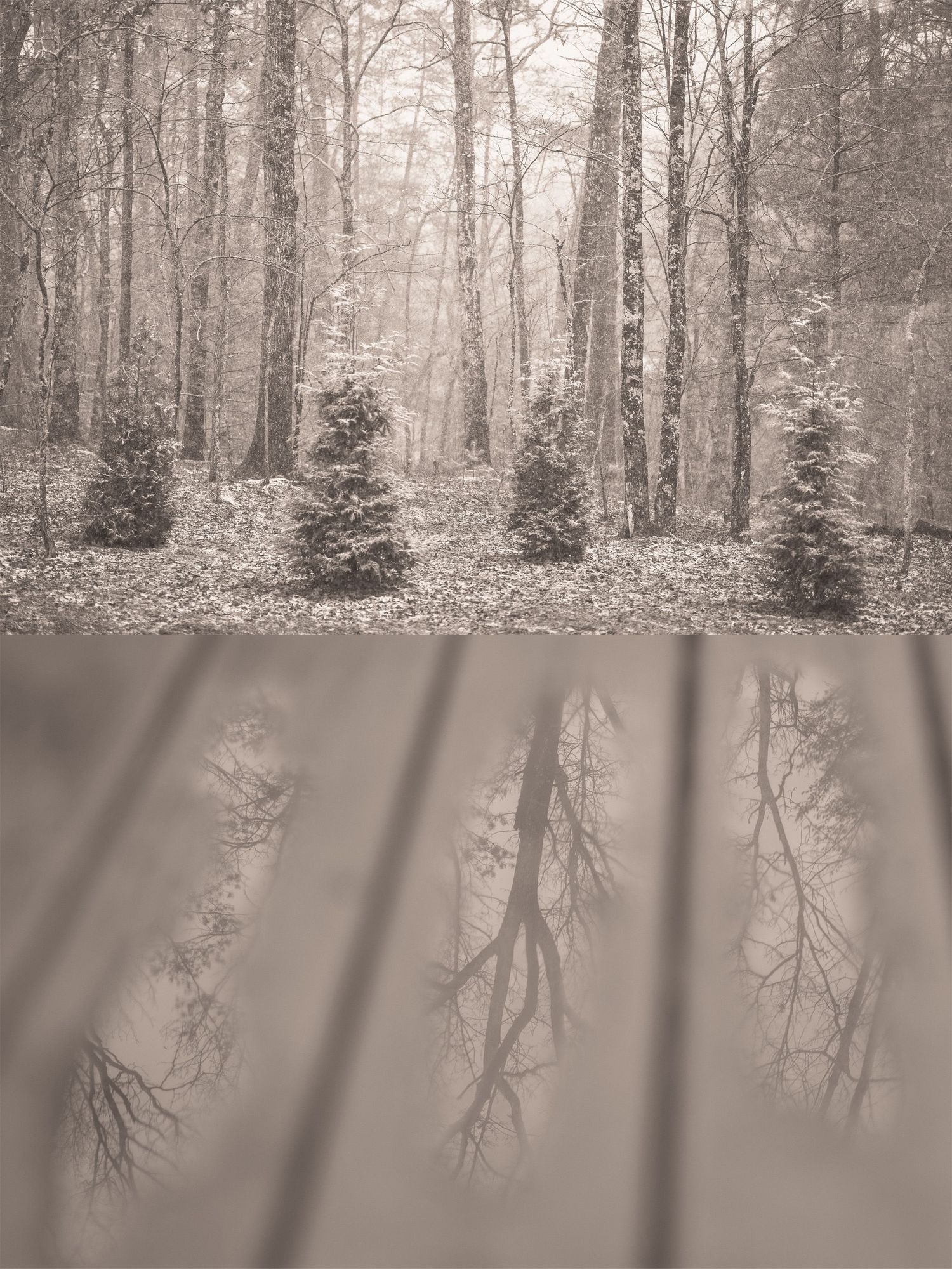 Sepia-toned diptych of a misty forest with evergreen trees above and bare branch shadows cast on a wall below.