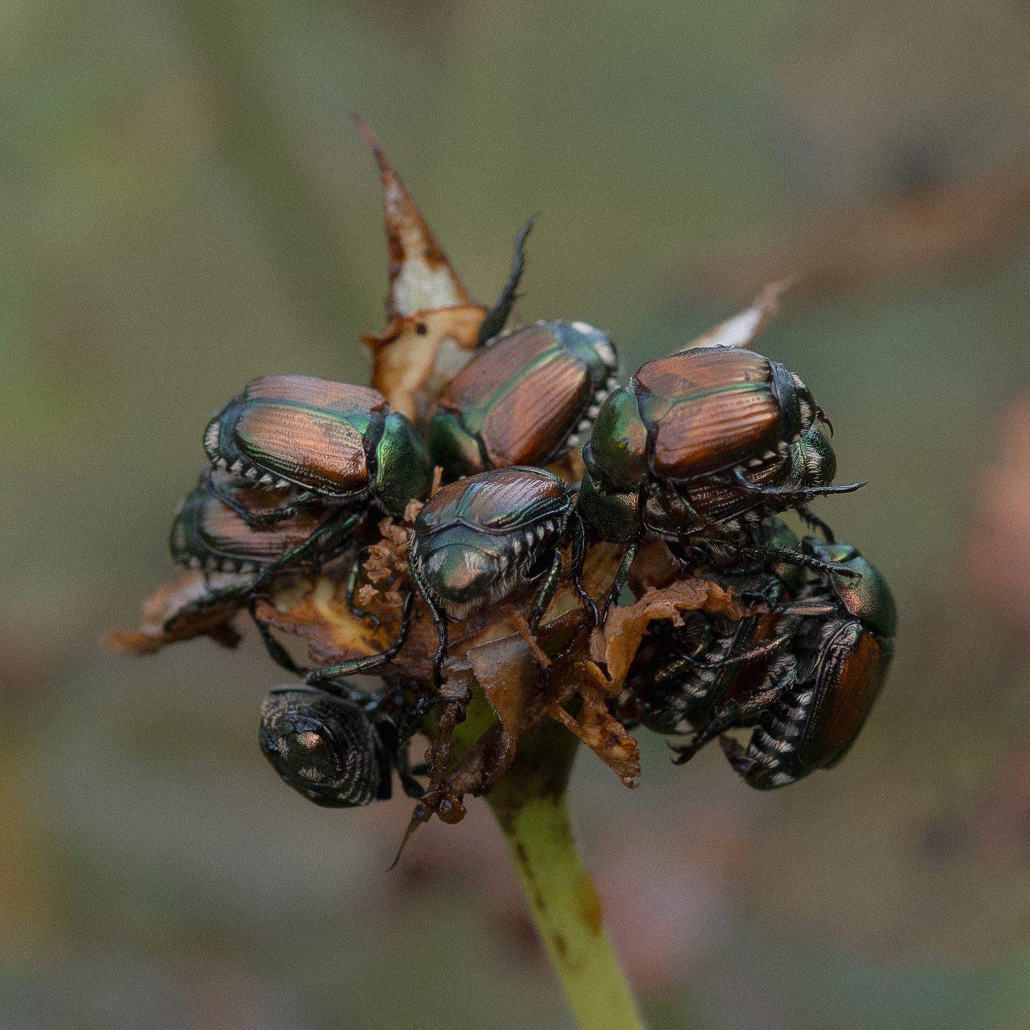 A cluster of iridescent Japanese beetles with metallic green and copper shells feeding on a plant stem.