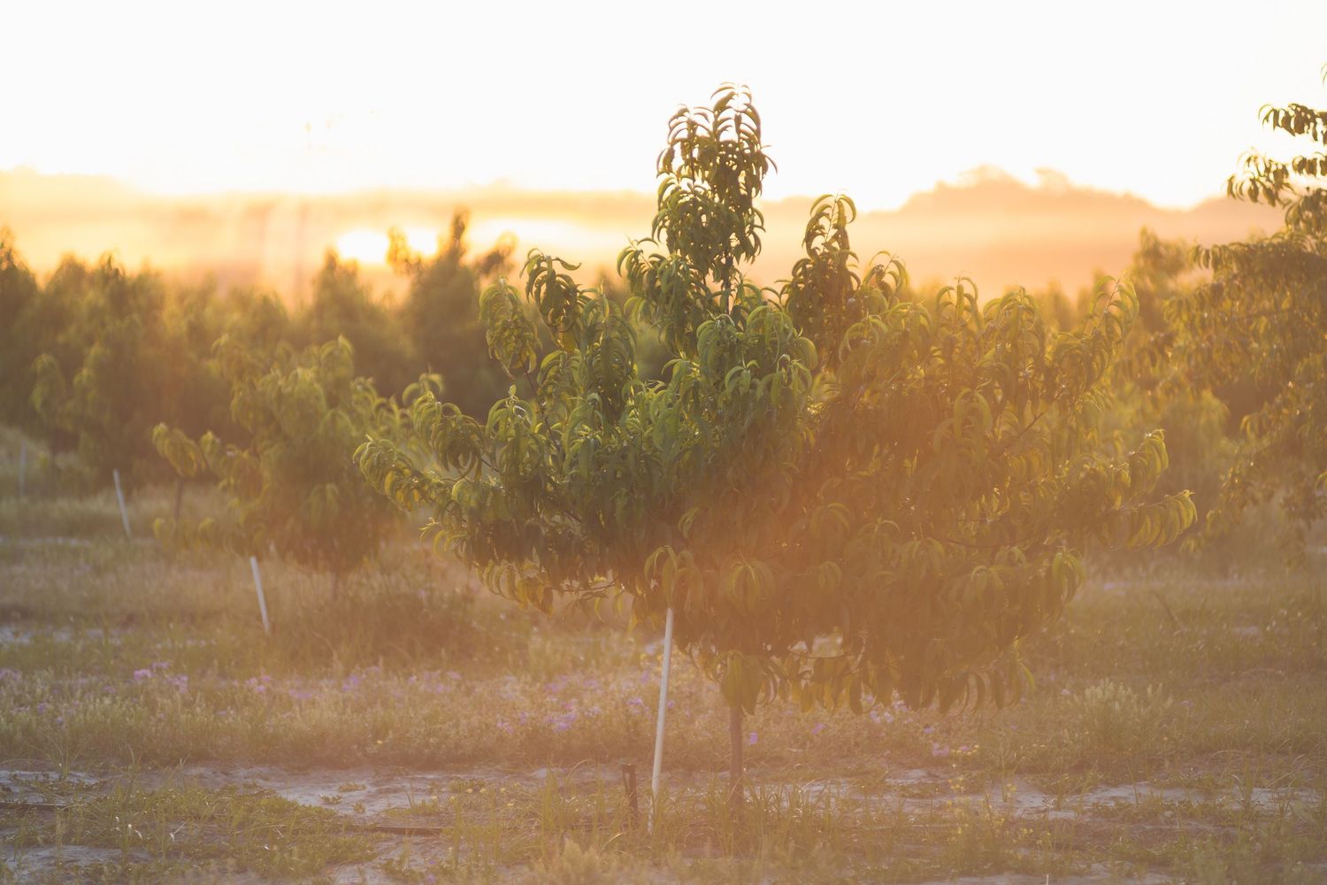 Young fruit tree glowing in golden sunset light in an orchard with mountains in the background.