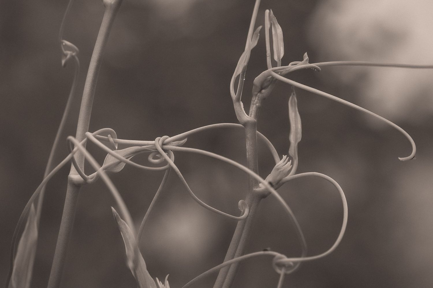 Sepia-toned macro photo of delicate dried plant stems with curling tendrils against a soft blurred background.