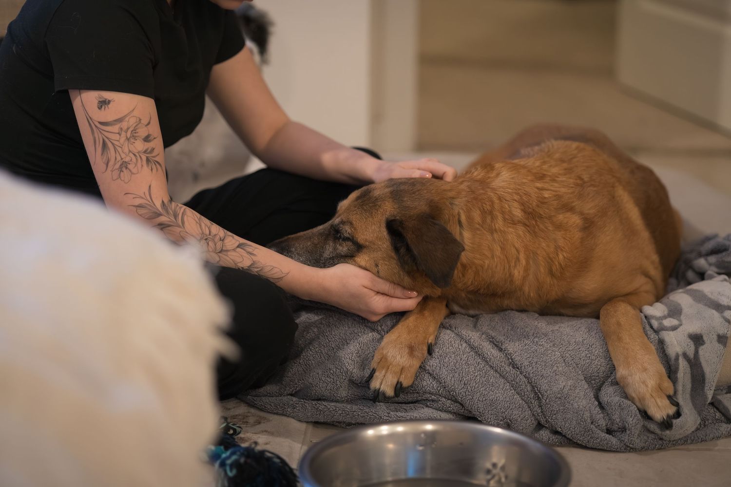 A person with tattoos gently pets a brown dog resting on gray bedding.