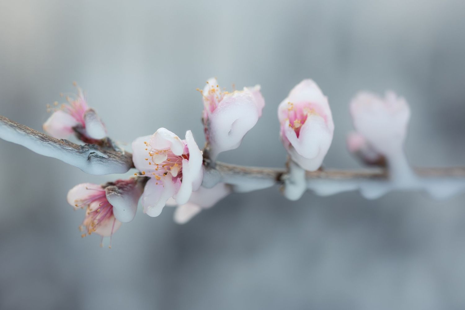 Delicate pink cherry blossoms blooming on frosty branches against a soft gray winter background.