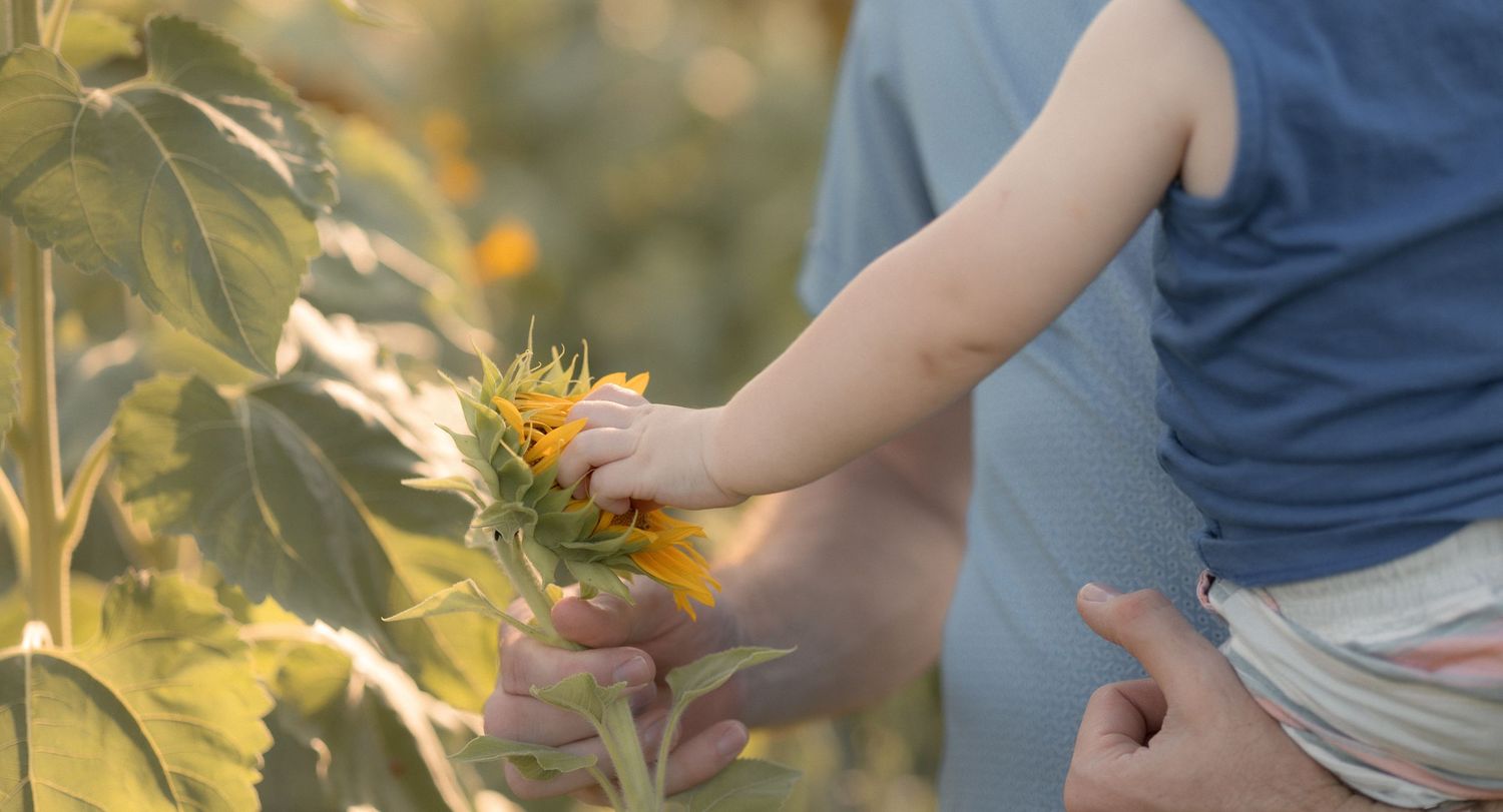 Child touching a yellow sunflower in a sunny field, with an adult standing nearby in a blue shirt.