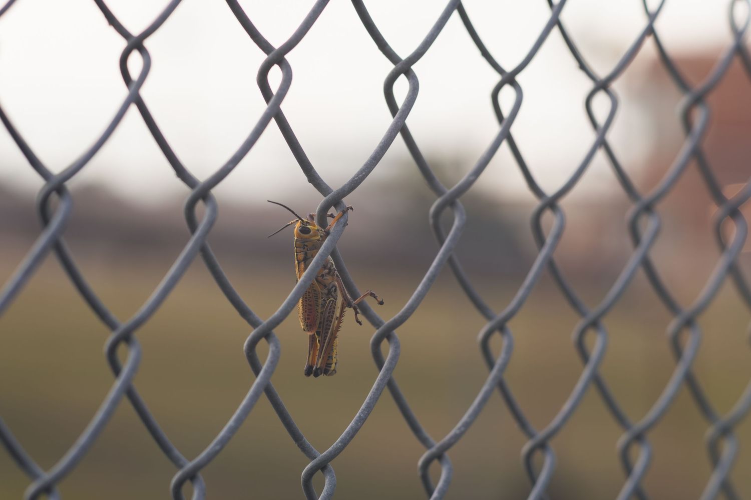 A grasshopper clinging to a chain-link fence with a blurred green field in the background.