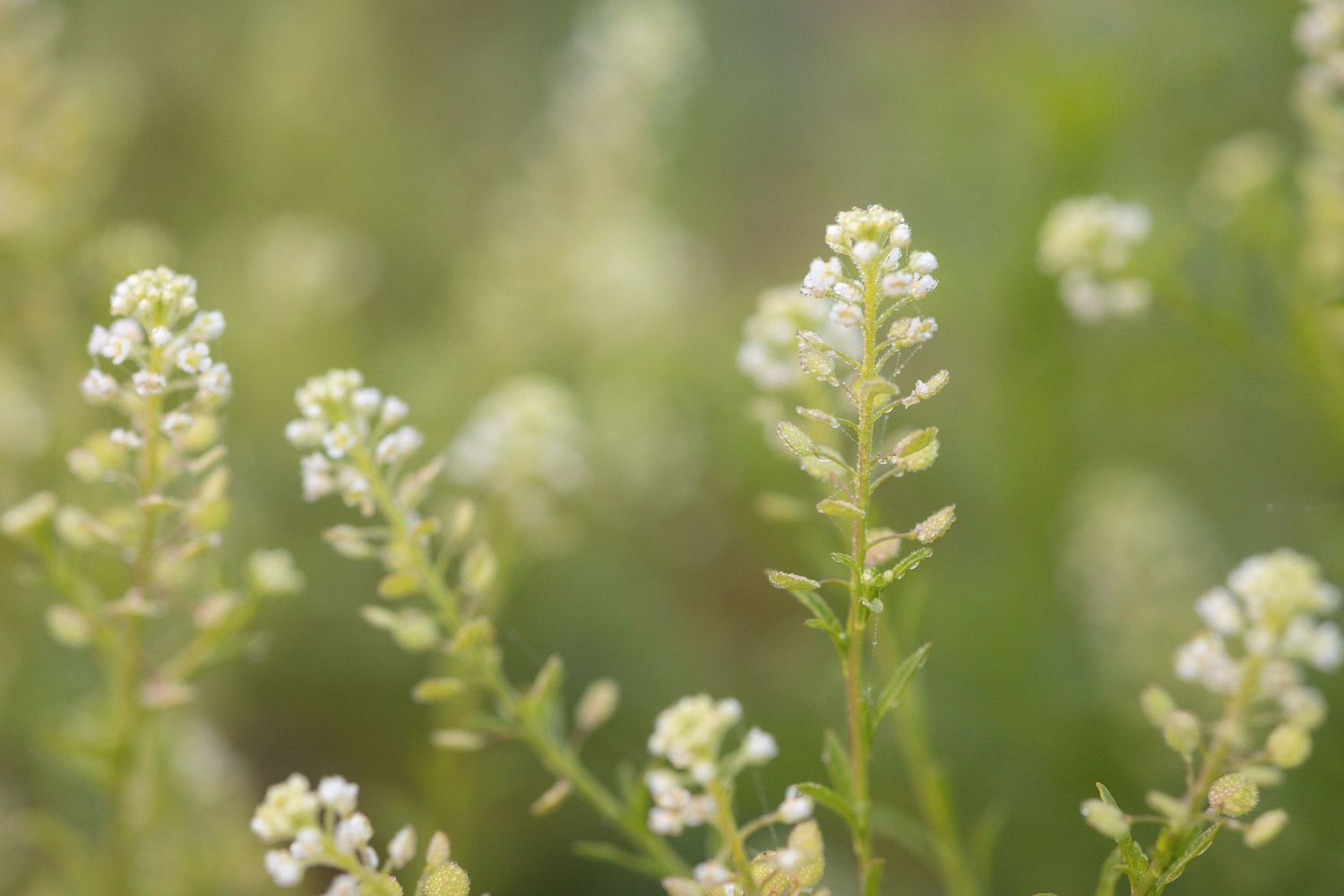 Delicate white wildflowers bloom against a soft green bokeh background in natural sunlight.
