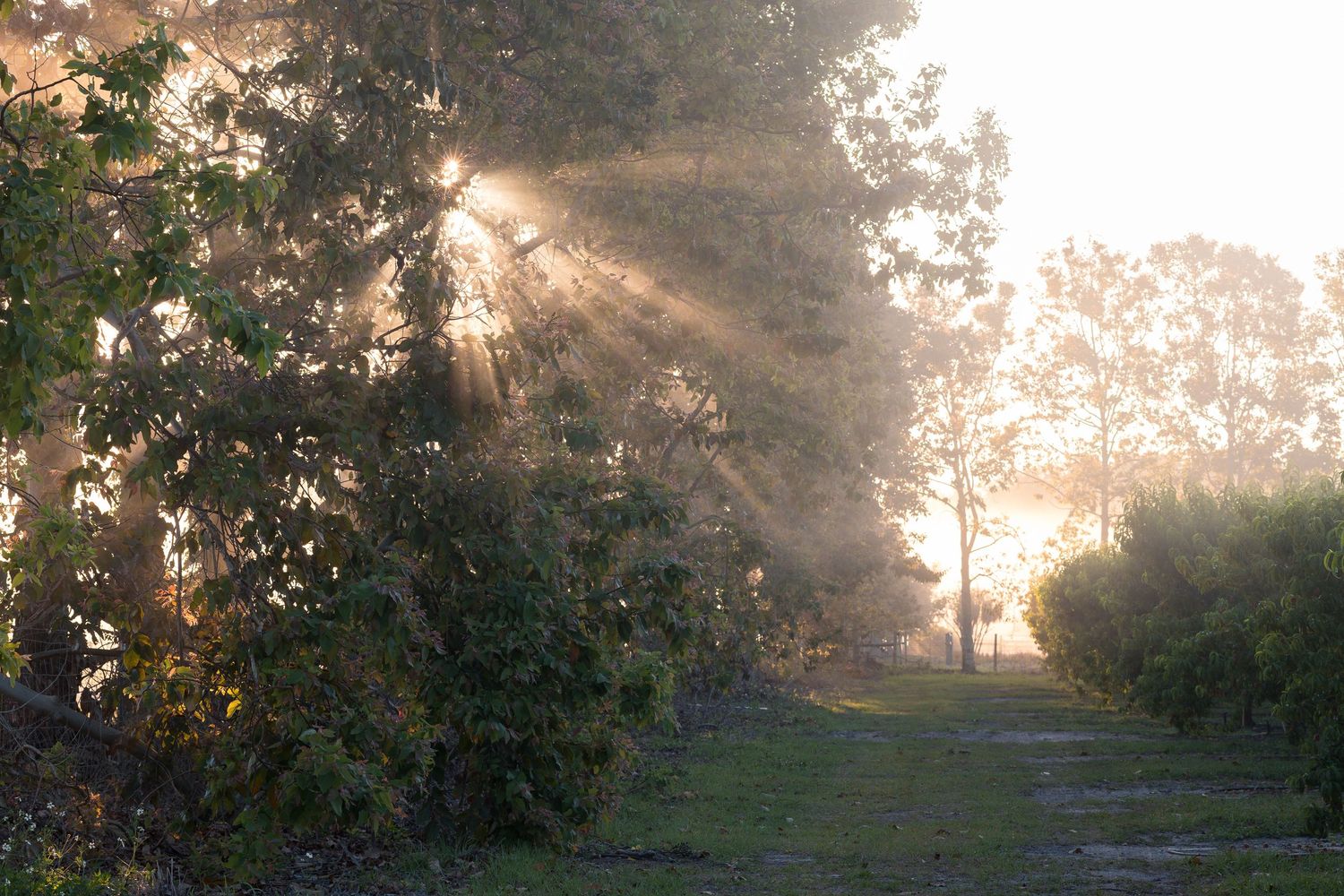 Sunbeams filter through misty morning trees along a peaceful forest path with lush green foliage.