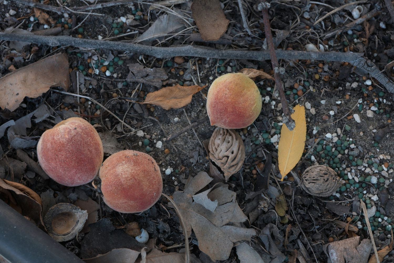 Three small red-capped mushrooms growing among fallen leaves and acorns on a forest floor.