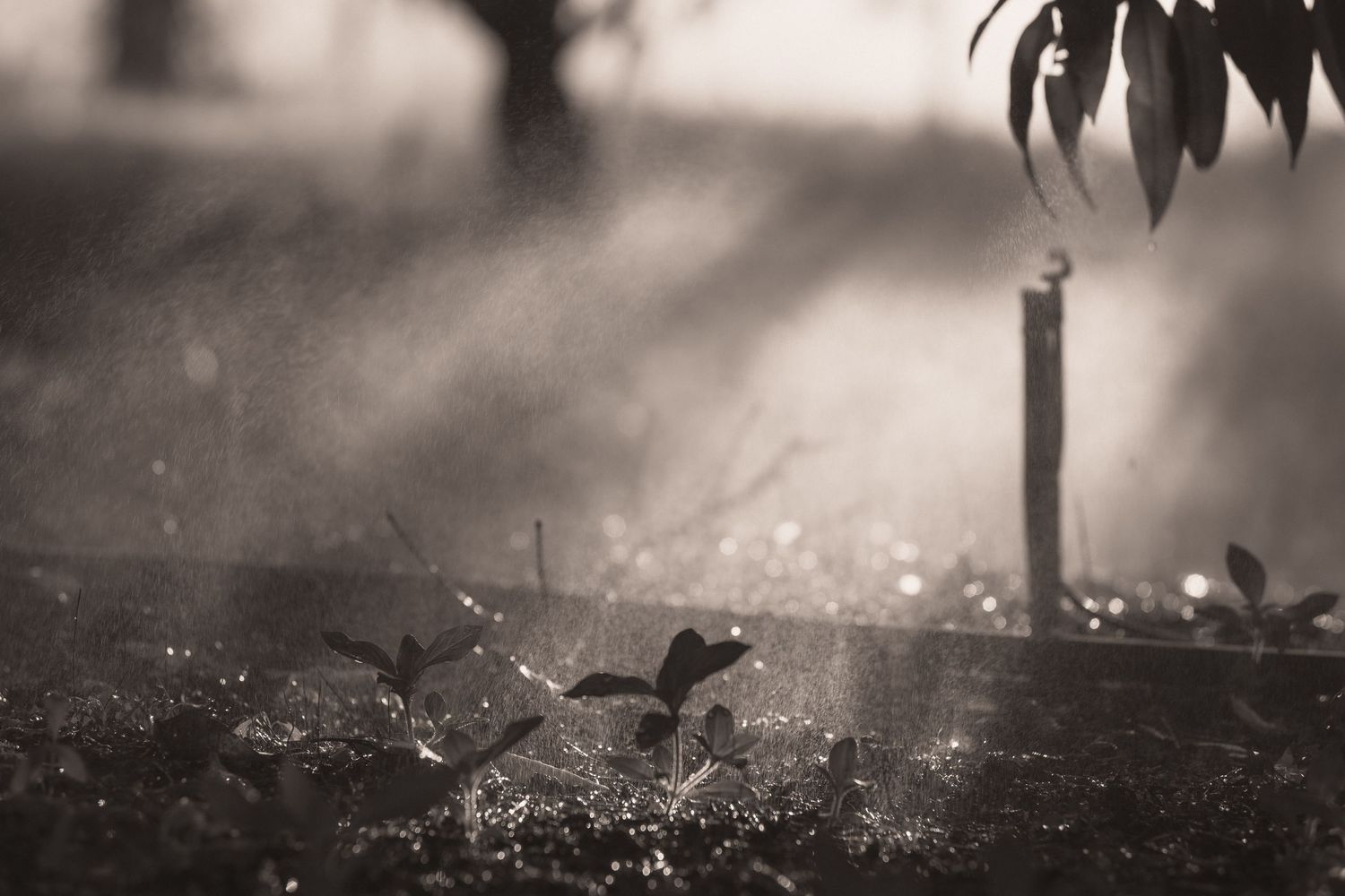Misty garden scene with sunlight rays, water droplets, and small plants in moody black and white photography.