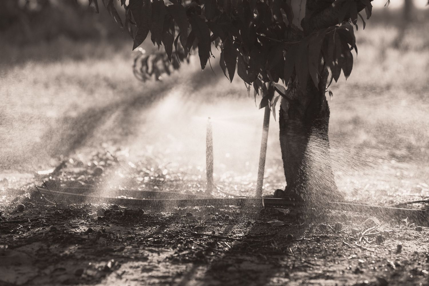 Sepia-toned photo of a tree trunk with irrigation sprinklers watering dry soil in a farm field.