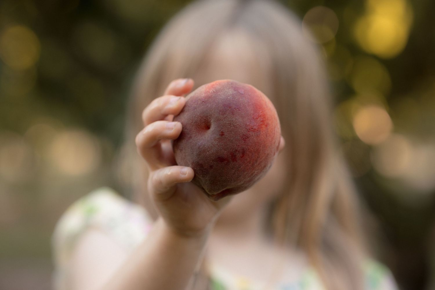A young girl holds a fresh ripe peach toward the camera in an outdoor orchard setting.