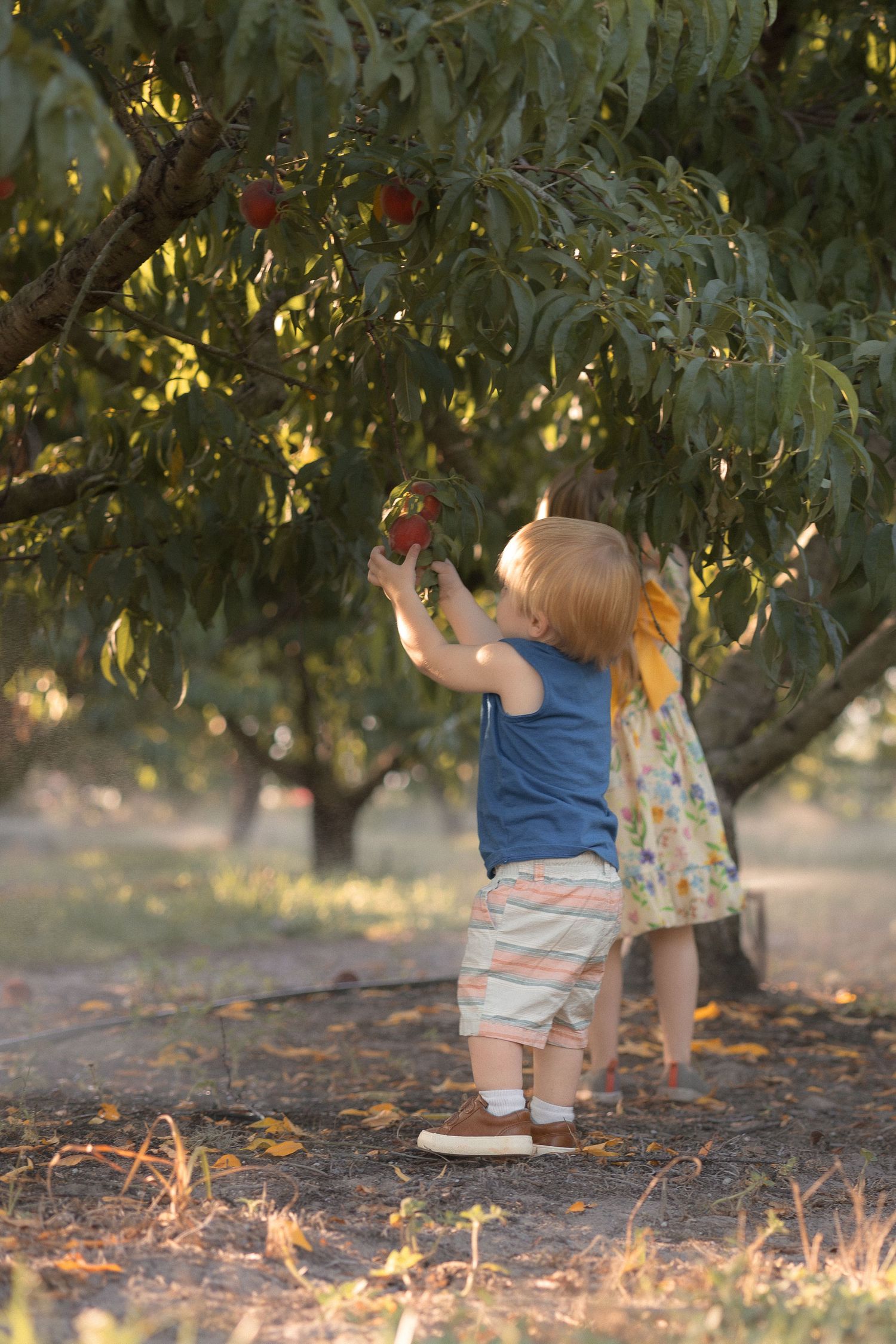 Two toddlers reaching up to pick fresh fruit from a sunlit orchard tree during golden hour.