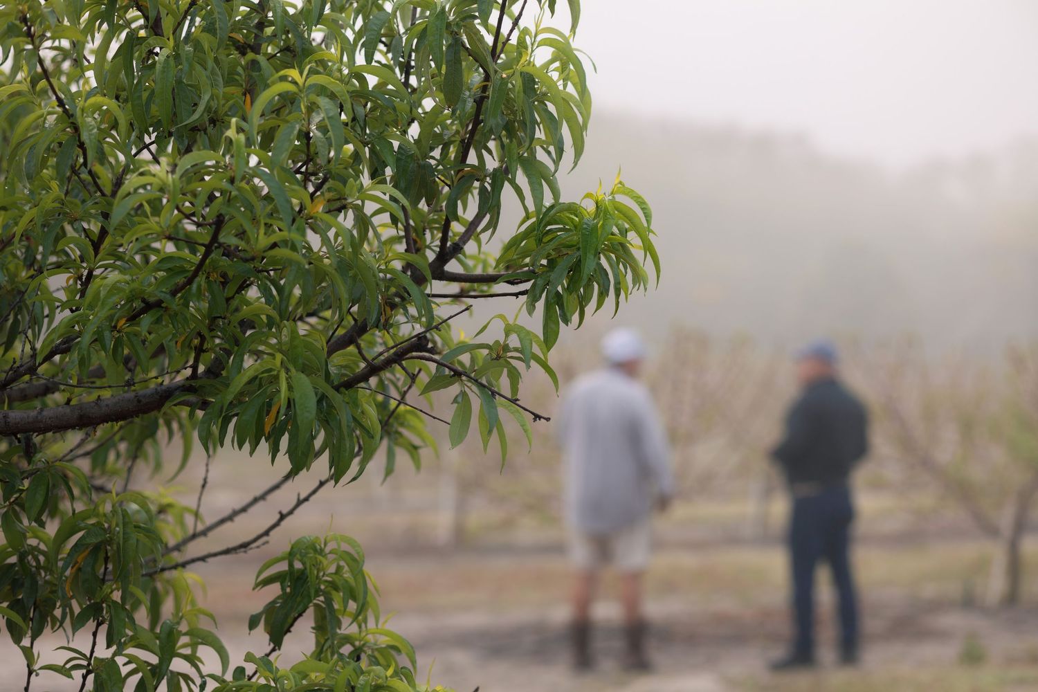 Two farmers inspect a misty orchard beside a leafy peach tree branch in early morning fog.