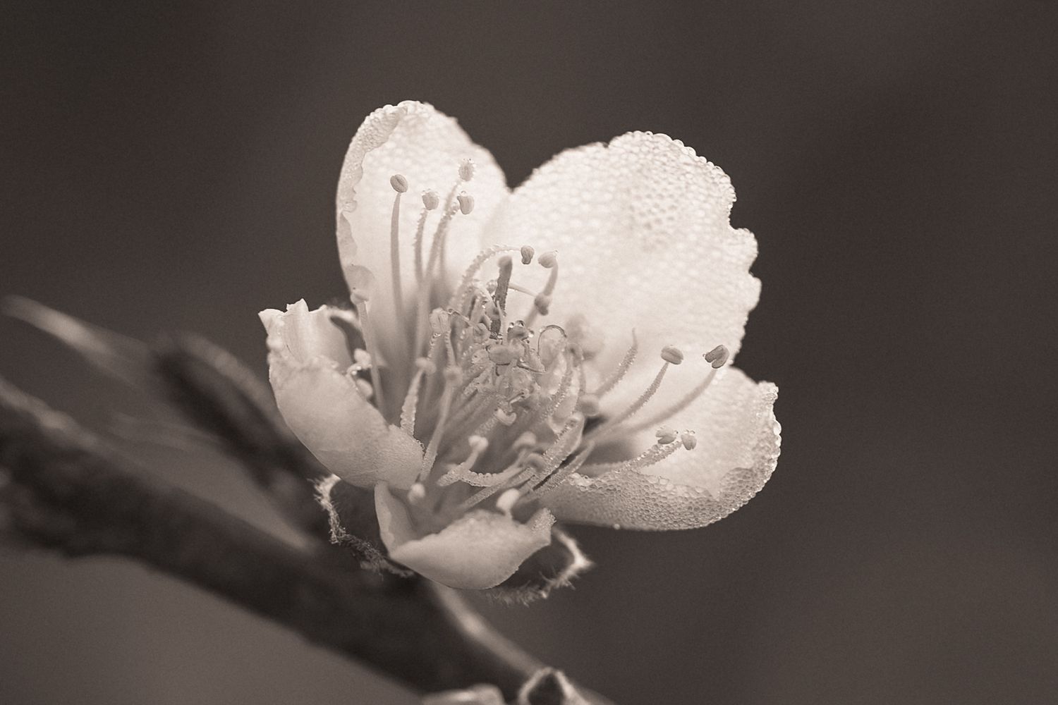 Close-up black and white photograph of a delicate white flower blossom with visible stamens and petals.