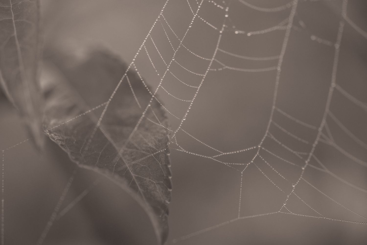 Close-up macro photograph of a delicate spider web with soft gray blurred background.