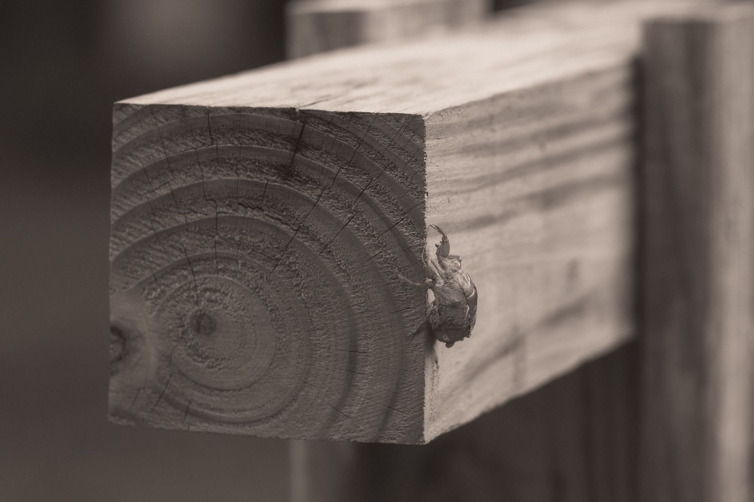 Close-up of a wooden beam end grain showing growth rings, in black and white photography.